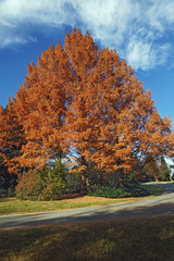 Naklejka premium National Dawn redwood (Metasequoia glyptostroboides National).