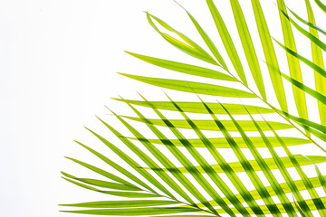 Real palm leaves/Green tropical on white background. backlit flat lay