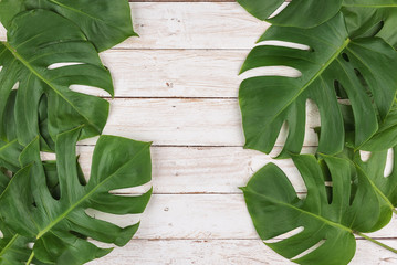 Real monstera leaves/Green tropical on old white wood.  flat lay