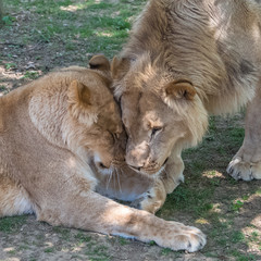 Lion and lioness together, tenderness 

