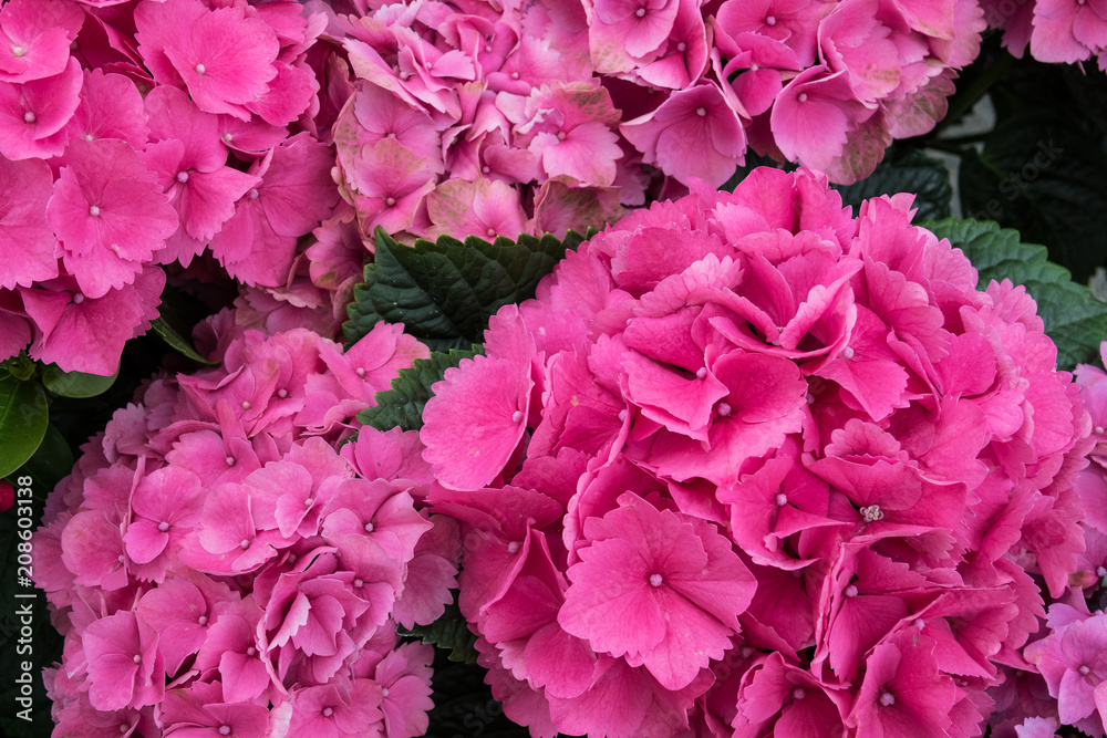 Wall mural Pink hydrangea flowers macro