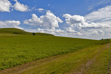 Green field and blue sky. Beautiful view of the grass and the hills on a sunny summer day.