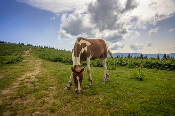 Fototapeta na wymiar Horses graze in the Polonin in the Carpathian mountains. Ukraine.