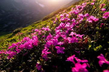 Naklejka premium Beauty rhododendron in high mountains. Carpathians. Ukraine.