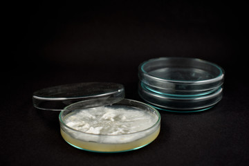 Petri dish with Fungal mycelium stock images. Bacterial blots and mushroom mycelium on agar. Psilocybe cubensis mushroom mycelium forming hyphal knots on a potato dextrose agar. Laboratory accessories