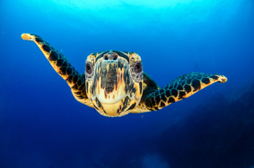 Obraz premium Hawksbill sea turtle (eretmochelys imbricata)