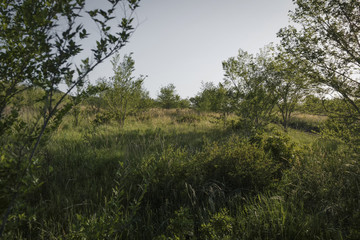 Trees and green grass. Thicket. Countryside landscape
