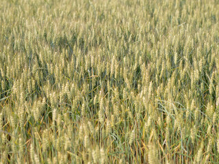 wheat field organic crop in early summer growing and still green