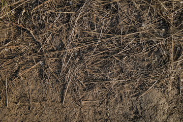 Dry grass on the ground. Autumn. Natural background