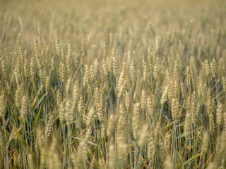 wheat field organic crop in early summer growing and still green