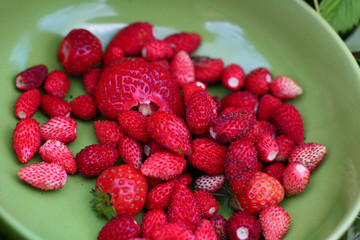 Red juicy summer berries.