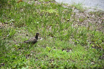 DOVE IN THE GRASS