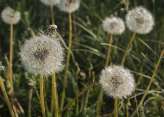 White fluffy dandelions. Dandeion seeds. Natural background