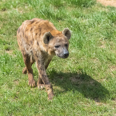 spotted hyena, wild animal walking on the grass 
