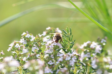 Biene auf Blume bei Bestäubung