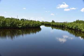 Obraz premium BAYOU LEADING TO MANATEE RIVER