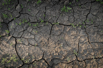 Dry cracked soil texture and background. Grass. Natural abstraction