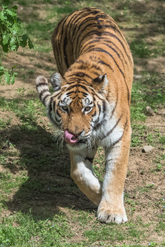 Siberian tiger or Amur tiger walking, portrait 
