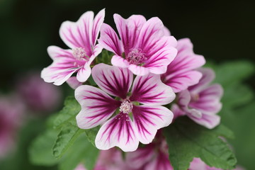 Fototapeta premium マロウ横