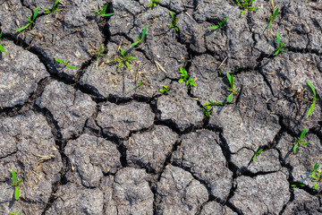 small green sprouts push through a dry cracked land,  natural background