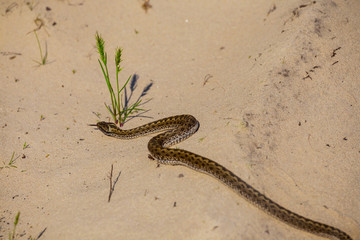 small closeup snake crawl by a sand