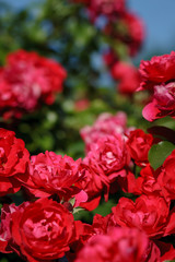 red roses on sunny sky background. Background defocus