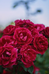 red roses on sunny sky background