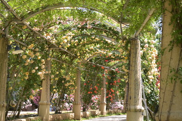 Fototapety  山梨県北杜市　ハイジの村の薔薇の回廊