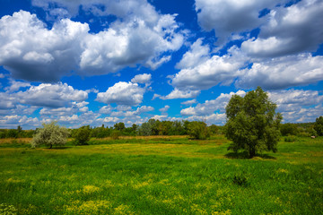 Obraz premium beautiful summer rural landscape, green fields under a cloudy blue sky