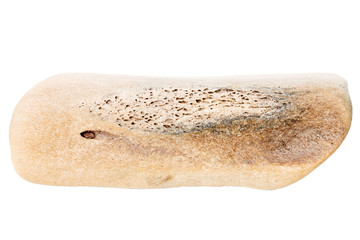 Piece of old bone smoothed by the sea