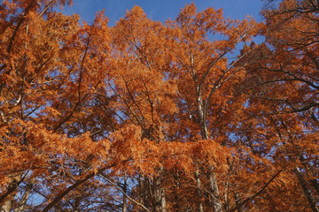 National Dawn redwood (Metasequoia glyptostroboides National).