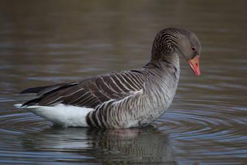 Ente