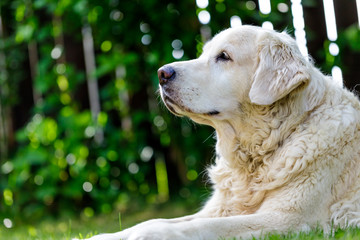 head of old golden retriever looking at the distance . close up