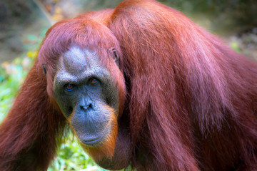 Adult Orangutan © Jan van Dasler