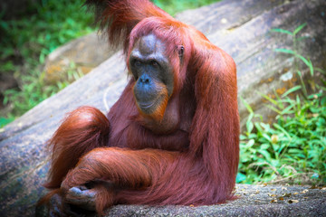 Adult Orangutan