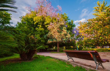 Blossoming trees of Jacaranda in the park Vivieros in the pre-hours. Valencia, Spain