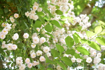 薔薇(ポールズヒマラヤンムスク)