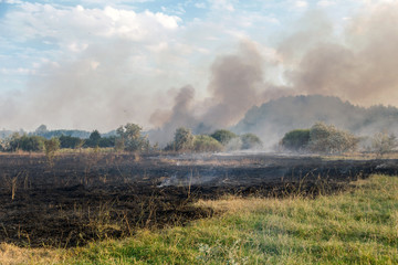 Forest wildfire. Burning field of dry grass and trees. Heavy smoke against blue sky. Wild fire due to hot windy weather in summer