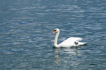 Fototapeta na wymiar Weißer Schwan schwimmt im See