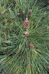 Naklejka na ściany i meble Ponderosa pine (Pinus ponderosa). Called Bull Pine, Blackjack Pine and Western Yellow Pine also.