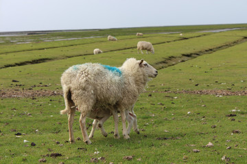 Schafe auf einer Wiese