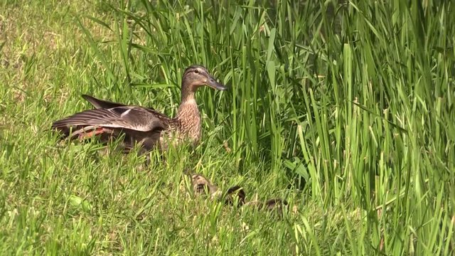 Duck Mallard with ducklings on the river Bank. 