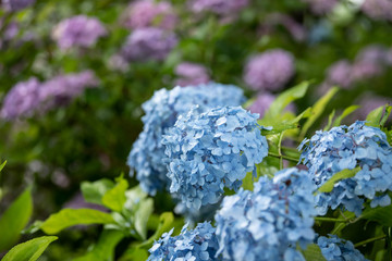 hydrangea in the rain