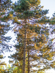 Obraz premium Landscape of the city park on a sunny evening