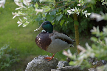 Anas platyrhynchos, wild duck standing on one leg on a stone.