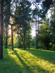 Landscape of the city park on a sunny evening