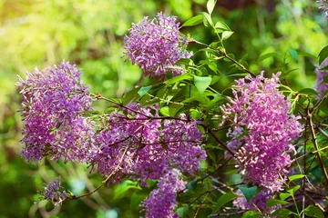 Photo sur Plexiglas Lilas Lilas ou lilas commun, Syringa vulgaris en fleurs. Branche avec des fleurs violettes poussant sur un arbuste à fleurs lilas dans le parc. Le printemps au jardin. Mise au point sélective.