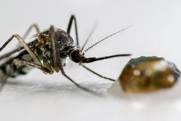 Anopheles sp. is a species of mosquito in the order Diptera, Anopheles sp. in the water for education.