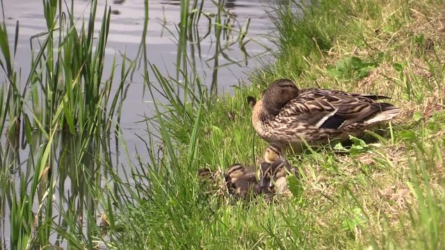 Duck Mallard with ducklings on the river Bank. 