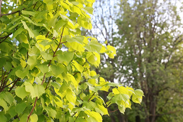 park in the city, young sprouts of trees in spring